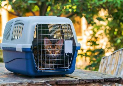 spedizione-internazionale-animali-domestici